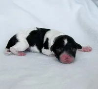 Sparrow, a female Poodle - Toy  for sale in Monroe, NC – Photo 2 of 10