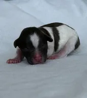 Finch, a male Poodle - Toy  for sale in Monroe, NC – Photo 2 of 9