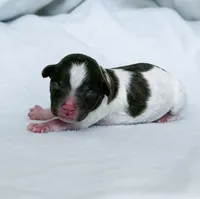 Finch, a male Poodle - Toy  for sale in Monroe, NC – Photo 5 of 9