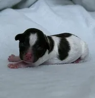 Finch, a male Poodle - Toy  for sale in Monroe, NC – Photo 4 of 9