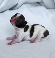 Finch, a male Poodle - Toy  for sale in Monroe, NC – Photo 3 of 9