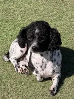 Finch, a male Poodle - Toy  for sale in Monroe, NC – Photo 8 of 9