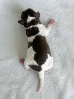 Finch, a male Poodle - Toy  for sale in Monroe, NC – Photo 6 of 9