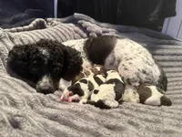 Finch, a male Poodle - Toy  for sale in Monroe, NC – Photo 9 of 9