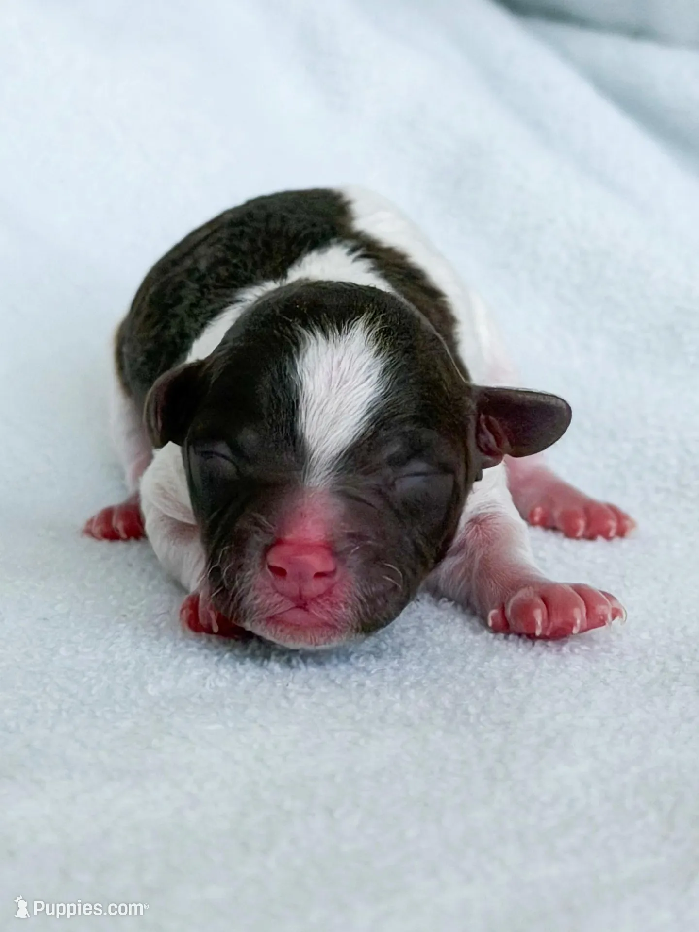 Finch – Poodle - Toy  puppy for sale in Monroe, NC