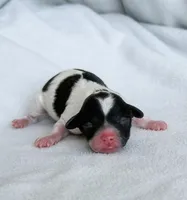 Piper, a female Poodle - Toy  for sale in Monroe, NC – Photo 4 of 10
