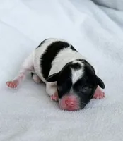 Piper, a female Poodle - Toy  for sale in Monroe, NC – Photo 1 of 10