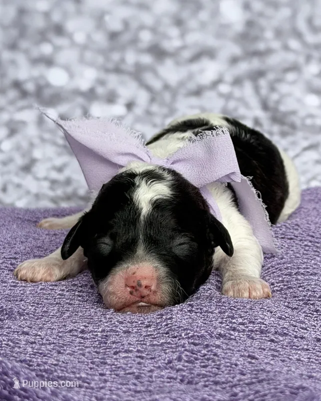 Piper – Poodle - Toy  puppy for sale in Monroe, NC