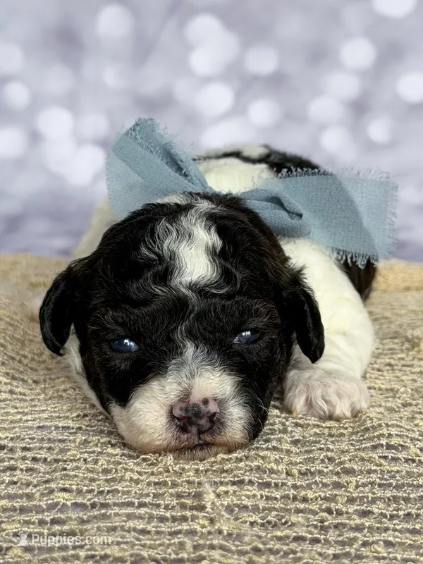 Piper – Poodle - Toy  puppy for sale in Monroe, NC