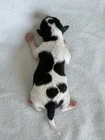 Piper, a female Poodle - Toy  for sale in Monroe, NC – Photo 7 of 10