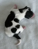 Piper, a female Poodle - Toy  for sale in Monroe, NC – Photo 6 of 10