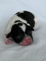 Piper, a female Poodle - Toy  for sale in Monroe, NC – Photo 3 of 10