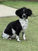 Piper, a female Poodle - Toy  for sale in Monroe, NC – Photo 8 of 10