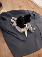 Blossom , a female Maltipoo for sale in San Diego, CA – Photo 3 of 6