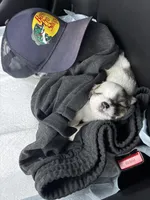 Blossom , a female Maltipoo for sale in San Diego, CA – Photo 5 of 6