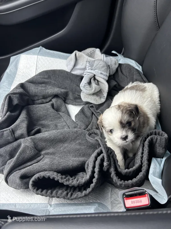 Blossom  – Maltipoo puppy for sale in San Diego, CA