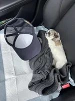 Blossom , a female Maltipoo for sale in San Diego, CA – Photo 6 of 6