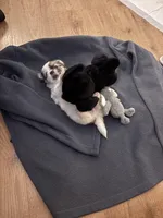 Blossom , a female Maltipoo for sale in San Diego, CA – Photo 4 of 6