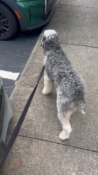 Polo, a male Miniature Aussiedoodle for sale in Kissimmee, FL – 6 of 6