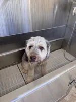 Polo, a male Miniature Aussiedoodle for sale in Kissimmee, FL – 5 of 6
