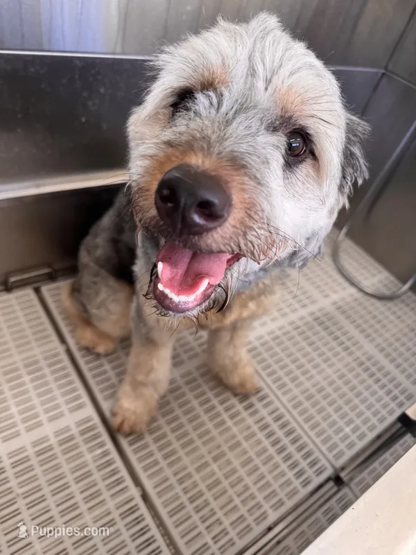 Polo – Miniature Aussiedoodle puppy for sale in Kissimmee, FL