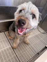 Polo, a male Miniature Aussiedoodle for sale in Kissimmee, FL – 1 of 6