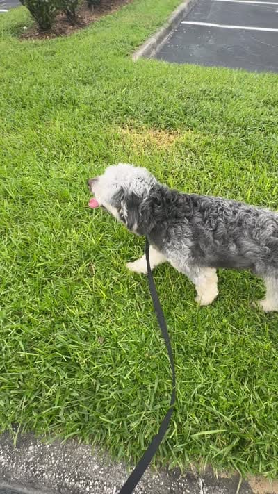 Polo, a male Miniature Aussiedoodle for sale in Kissimmee, FL – 3 of 6