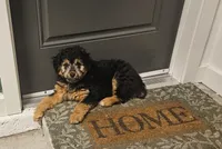 Polo, a male Miniature Aussiedoodle for sale in Kissimmee, FL – 2 of 6