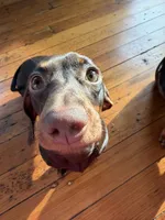 Cali, a female Miniature Dachshund for sale in Lynn, MA – 3 of 4