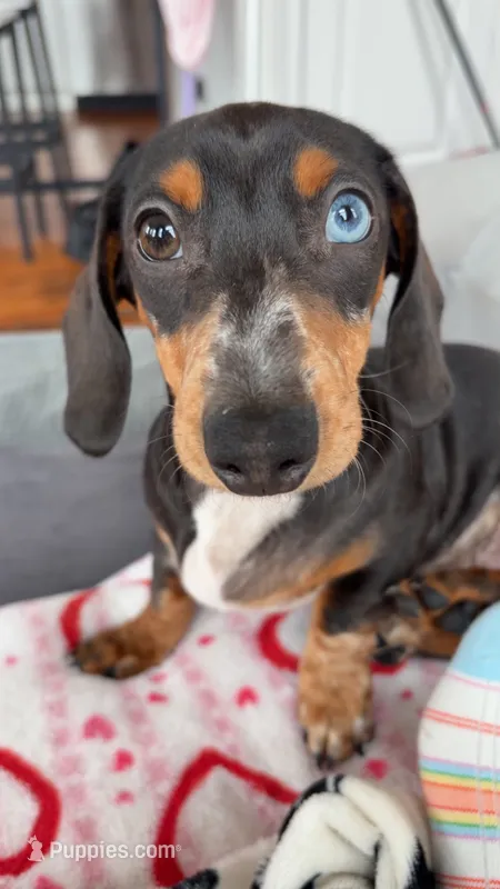 Walter  – Miniature Dachshund puppy for sale in Lynn, MA