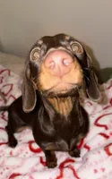 Cali, a female Miniature Dachshund for sale in Lynn, MA – 2 of 4