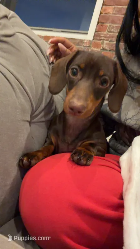 Cali – Miniature Dachshund puppy for sale in Lynn, MA