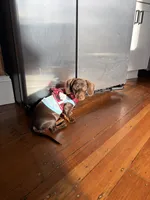 Cali, a female Miniature Dachshund for sale in Lynn, MA – 4 of 4
