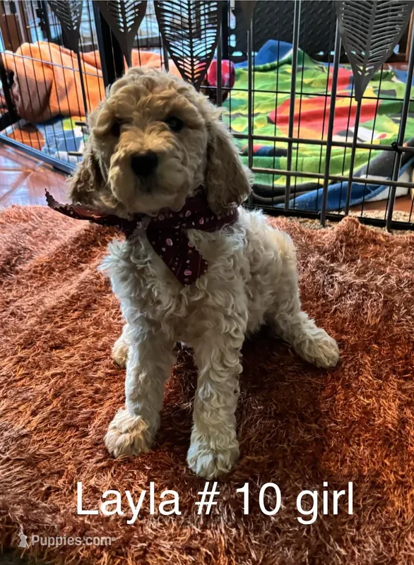 Layla #10 girl – Goldendoodle puppy for sale in Langley, OK