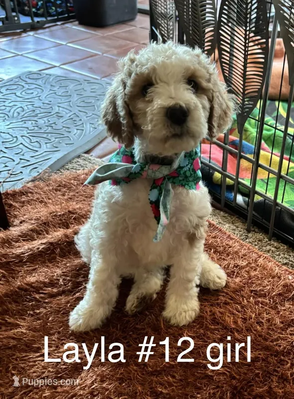 Layla # 12 girl – Goldendoodle puppy for sale in Langley, OK
