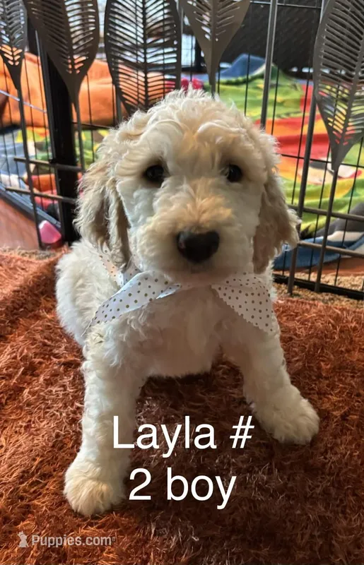 Layla # 2 boy – Goldendoodle puppy for sale in Langley, OK