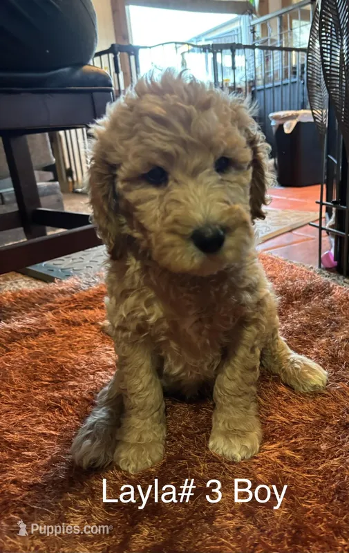 Layla #3 boy, a male Goldendoodle for sale in Langley, OK – Photo 1 of 1