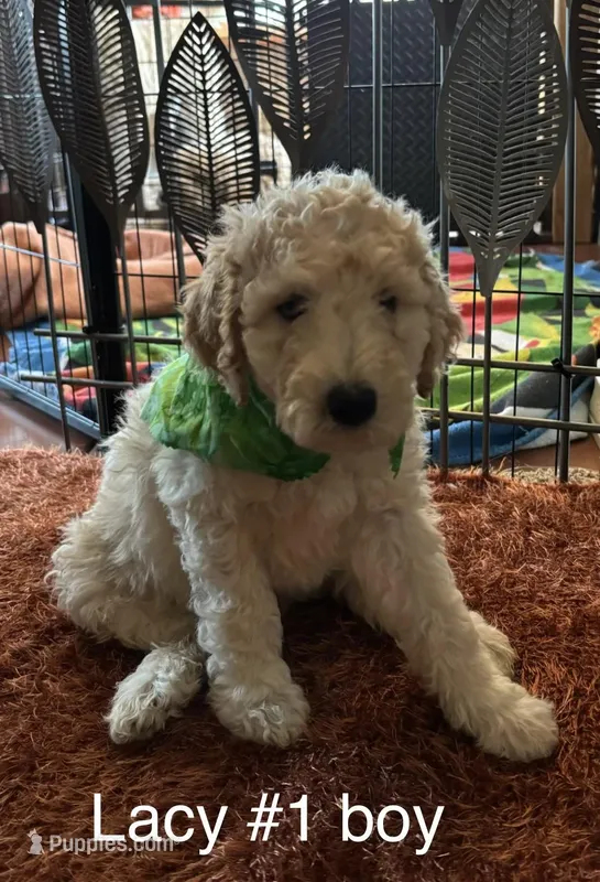 Lacy # 1 boy – Goldendoodle puppy for sale in Langley, OK
