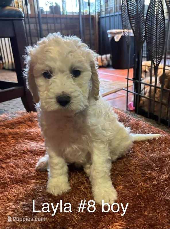 Layla #8 boy – Goldendoodle puppy for sale in Langley, OK