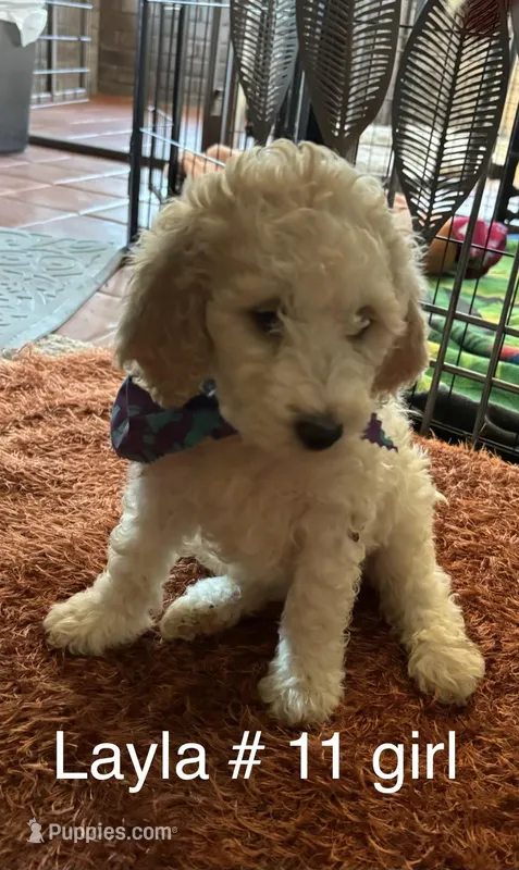 Layla #11 girl – Goldendoodle puppy for sale in Langley, OK