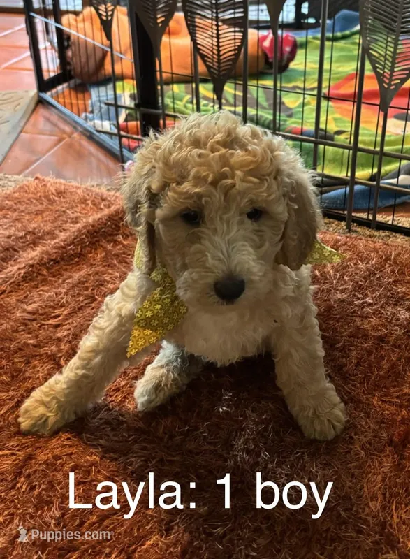 Layla #1 boy – Goldendoodle puppy for sale in Langley, OK