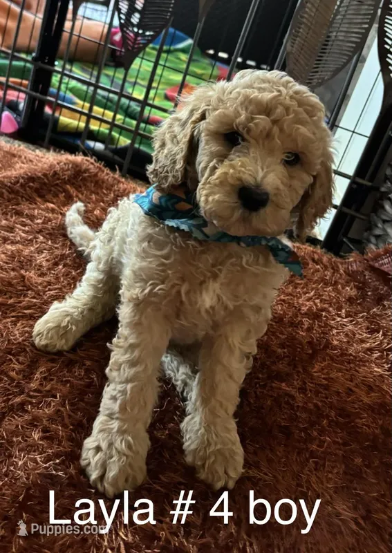 Layla #4 Boy – Goldendoodle puppy for sale in Langley, OK