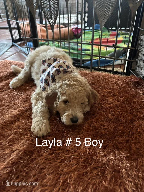 Layla # 5 boy – Goldendoodle puppy for sale in Langley, OK