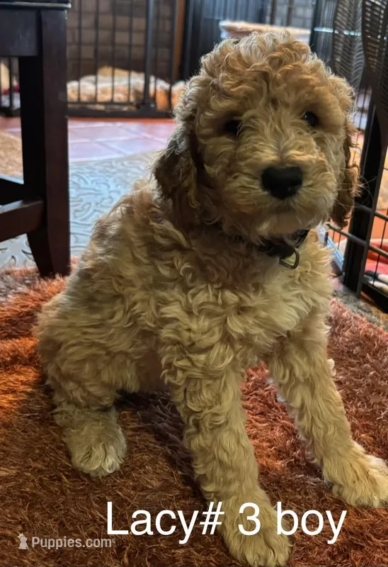 Lacy #3 boy – Goldendoodle puppy for sale in Langley, OK