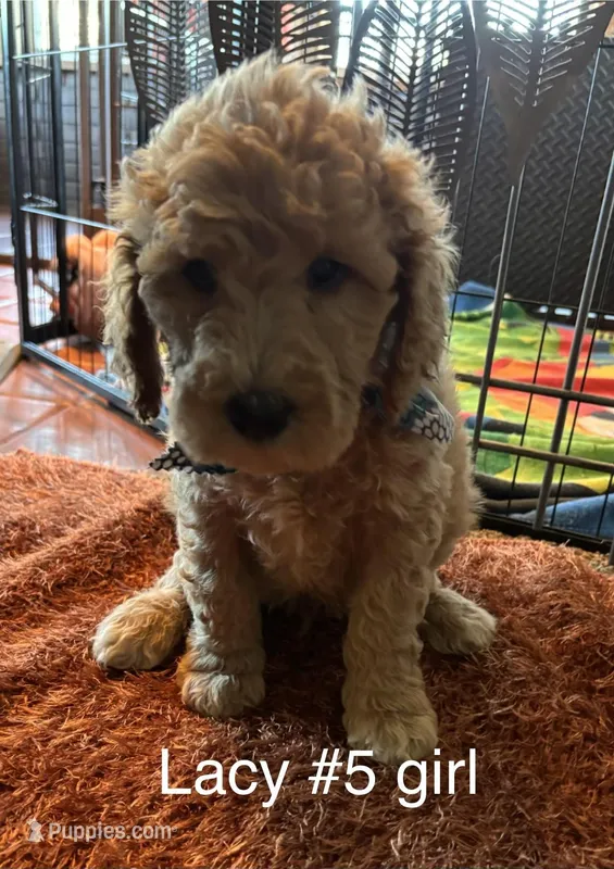 Lacy #5 girl – Goldendoodle puppy for sale in Langley, OK