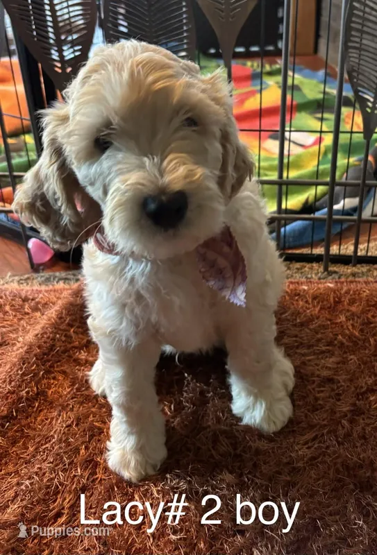Lacy #2 boy