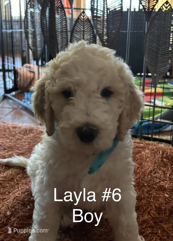 Layla #6 boy – Goldendoodle puppy for sale in Langley, OK
