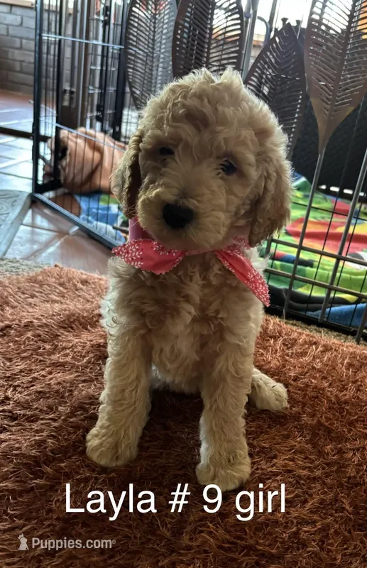 Layla # 9 girl – Goldendoodle puppy for sale in Langley, OK