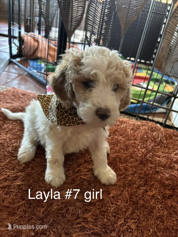 Layla #7 girl – Goldendoodle puppy for sale in Langley, OK