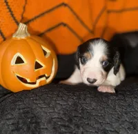 Piebald Male , a male Miniature Dachshund for sale in Medford, OR – 2 of 2